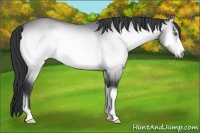 Horse Color:Bay Chinchilla Onyx 