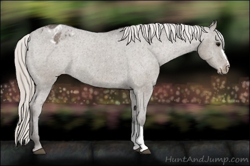 Horse Color:Silver Grullo Appaloosa Rabicano