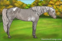 Horse Color:White Spotted Silver Blue Roan Appaloosa