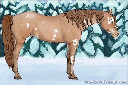 Horse Color:White Spotted Bay Pearl 