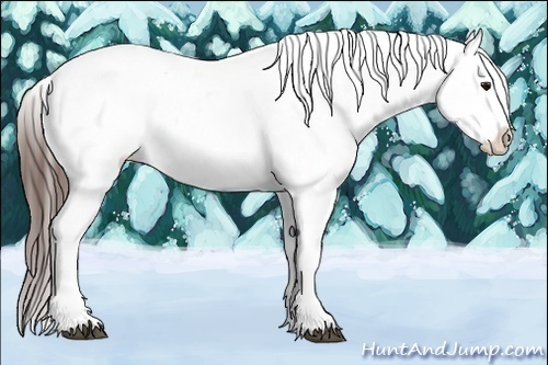 Horse Color:White Spotted Bay Appaloosa 