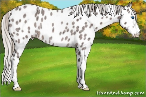 Horse Color:Silver Bay Ice Roan Splash Appaloosa Rabicano 