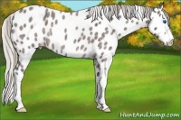Horse Color:Silver Brown Ice Roan Splash Near Leopard Rabicano 