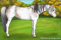 Horse Color:White Spotted Bay