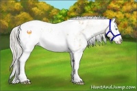 Horse Color:White Spotted Cremello Tobiano Blanket