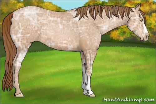 Horse Color:Bay Ice Pearl 