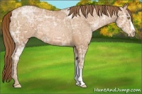 Horse Color:Bay Ice Pearl 
