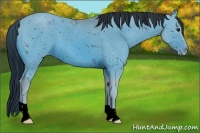 Horse Color:ERROR: UNKNOWN ANOMALY