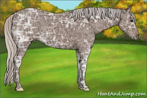Horse Color:Silver Black Ice 