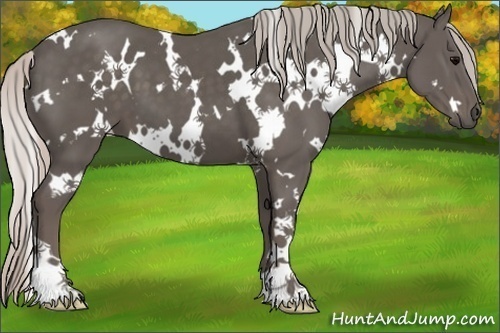Horse Color:White Spotted Silver Black 