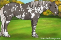 Horse Color:White Spotted Silver Black 