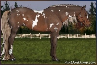 Horse Color:White Spotted Liver Chestnut