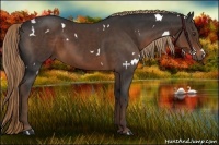 Horse Color:White Spotted Liver Chestnut 