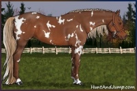 Horse Color:White Spotted Chestnut 