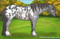 Horse Color:Brown Ice Appaloosa