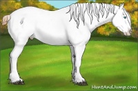 Horse Color:Bay Pearl Dun Snowflake VarnishRabicano
