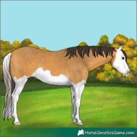 Horse Color:Buckskin Splash 