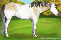 Horse Color:White Spotted Buckskin Dun Splash 