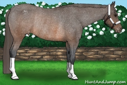 Horse Color:Brown Appaloosa Rabicano 