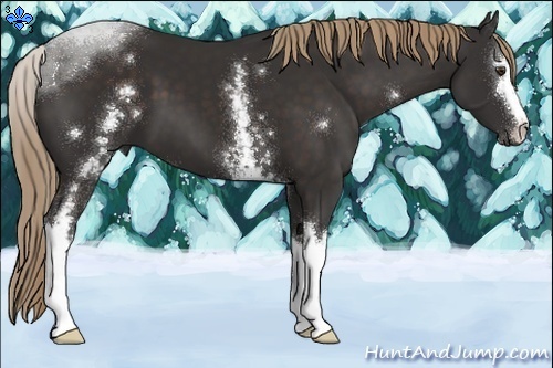 Horse Color:White Spotted Liver Chestnut Sabino 