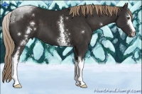 Horse Color:White Spotted Liver Chestnut Sabino 