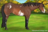 Horse Color:White Spotted Bay Frame