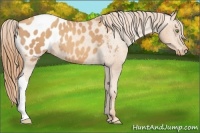 Horse Color:Gold Champagne Appaloosa 