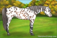 Horse Color:Bay Appaloosa