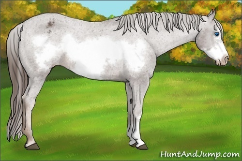 Horse Color:Liver Chestnut Frame Appaloosa 