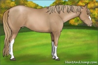 Horse Color:Liver Chestnut Pearl
