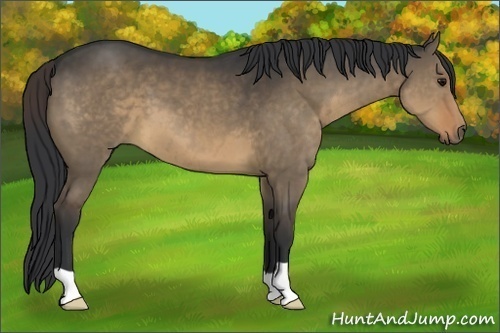 Horse Color:Brown Dun 