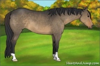 Horse Color:Brown Dun 