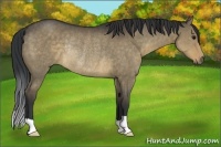 Horse Color:Brown Dun Rabicano