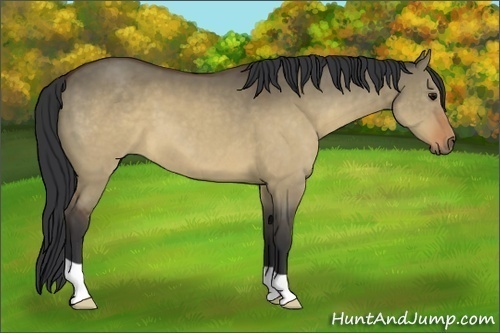 Horse Color:Brown Dun 