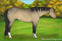 Horse Color:Brown Dun