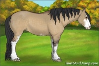 Horse Color:Brown Dun Sabino