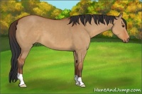 Horse Color:Bay Dun
