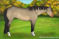 Horse Color:Bay Dun