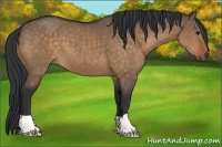 Horse Color:Bay Dun 