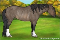 Horse Color:Brown Dun Rabicano