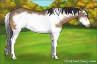 Horse Color:Bay Dun Splash Frame