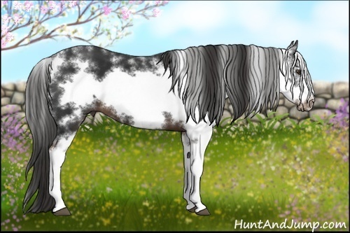 Horse Color:Liver Chestnut Sabino Frame