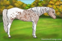 Horse Color:Silver Brown Tobiano Appaloosa