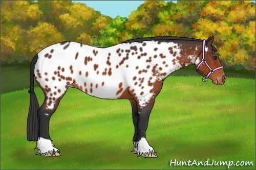 Horse Color:Bay Appaloosa