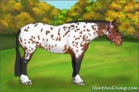 Horse Color:Bay Appaloosa