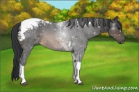 Horse Color:Buckskin Tobiano 