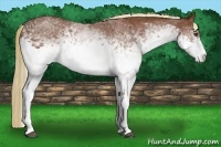 Horse Color:White Spotted Chestnut