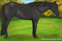 Horse Color:Liver Chestnut Sabino