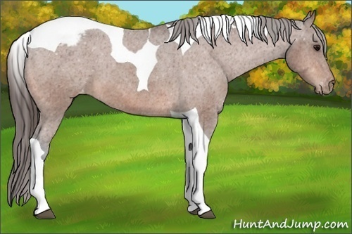 Horse Color:Bay Tobiano Varnish