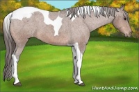 Horse Color:Bay Tobiano Varnish